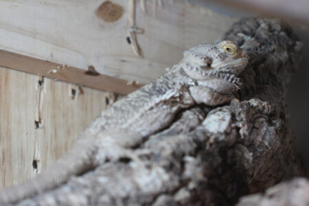 Le Bonheur REptiles and Adventures Crocodile Farm Stellenbosch (25)