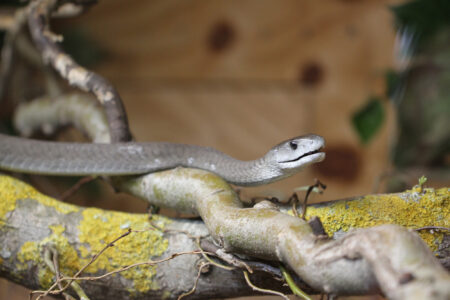 Le Bonheur REptiles and Adventures Crocodile Farm Stellenbosch (26)