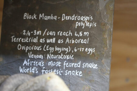 Le Bonheur REptiles and Adventures Crocodile Farm Stellenbosch (27)