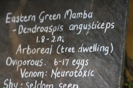 Le Bonheur REptiles and Adventures Crocodile Farm Stellenbosch (28)
