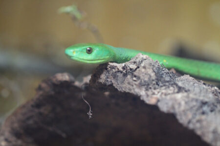 Le Bonheur REptiles and Adventures Crocodile Farm Stellenbosch (29)