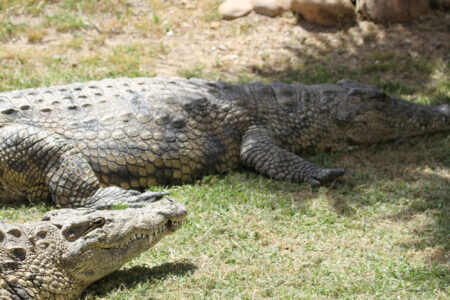 Le Bonheur REptiles and Adventures Crocodile Farm Stellenbosch (3)
