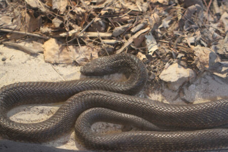 Le Bonheur REptiles and Adventures Crocodile Farm Stellenbosch (30)