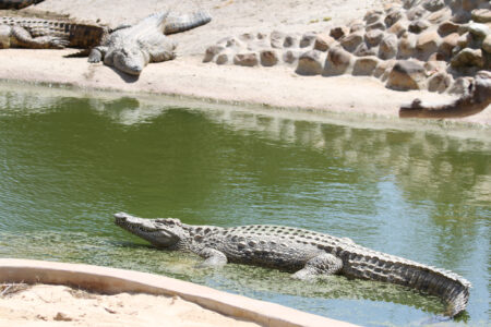Le Bonheur REptiles and Adventures Crocodile Farm Stellenbosch (4)