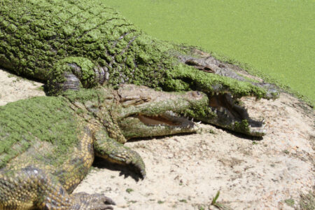 Le Bonheur REptiles and Adventures Crocodile Farm Stellenbosch (5)