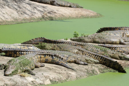Le Bonheur REptiles and Adventures Crocodile Farm Stellenbosch (6)