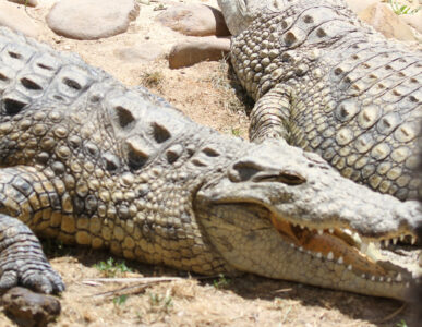 Le Bonheur REptiles and Adventures Crocodile Farm Stellenbosch (8)