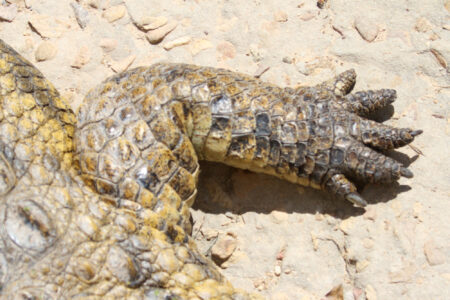 Le Bonheur REptiles and Adventures Crocodile Farm Stellenbosch (9)
