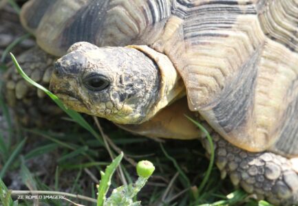 Leopard Tortoise, Intaka Island