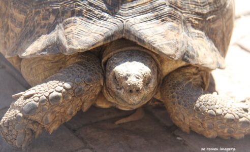Leopard Tortoise (Stigmochelys pardalis) on Safari Tour