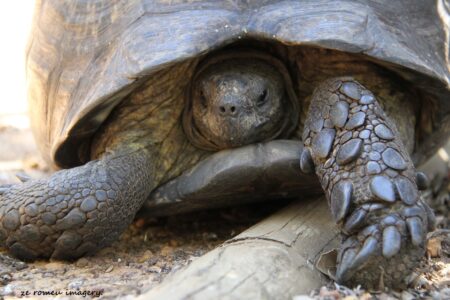 Leopard Tortoise on the Intaka Island Tour