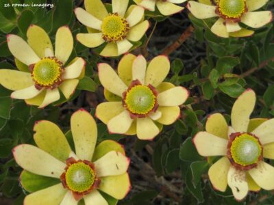 Leucadendron strobilinum on Constantia Nek Hike Leucadendron strobilinum on Constantia Nek Hike