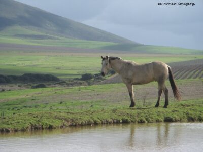 Lovely Horse on Wine Farm Tour