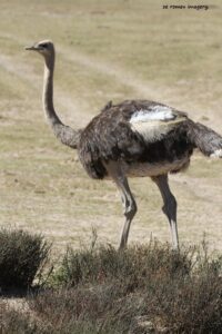 Male Ostrich on Safari Tour