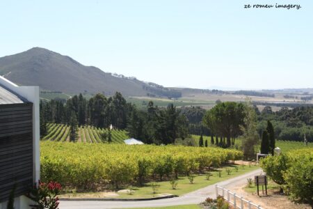 Marianne Wines [3], Stellenbosch