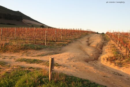 Marklew & Warwick Wine Farms [11]