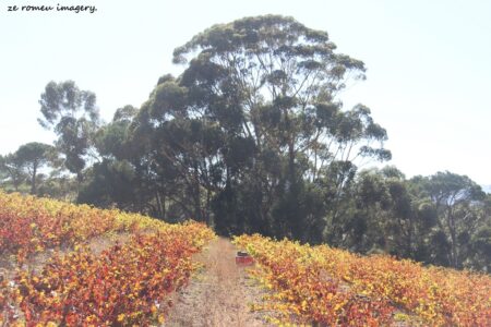 Marklew & Warwick Wine Farms [21]