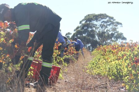Marklew & Warwick Wine Farms [22]