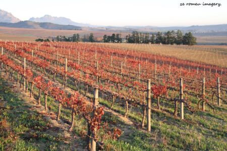 Marklew & Warwick Wine Farms [24]