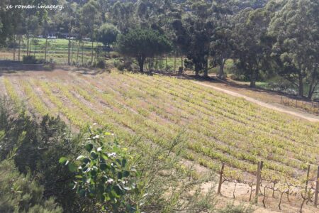 Marklew & Warwick Wine Farms [26]