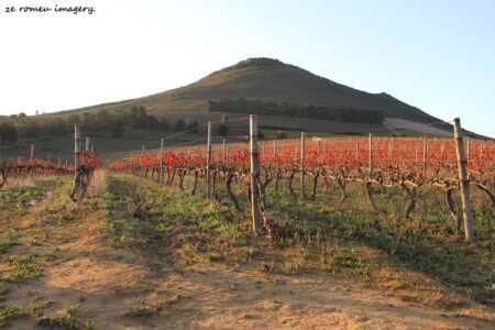 Marklew & Warwick Wine Farms [29]