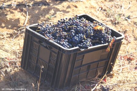 Marklew & Warwick Wine Farms [3]
