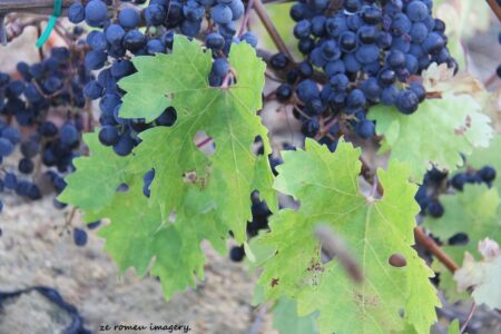Marklew & Warwick Wine Farms [30]