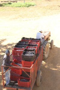 Marklew & Warwick Wine Farms [35]