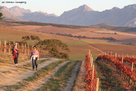 Marklew & Warwick Wine Farms [4]