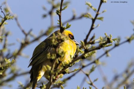 Masked Weaver, Intaka Island (2)
