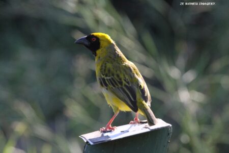 Masked Weaver, Intaka Island