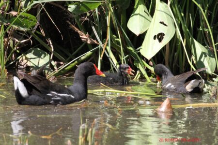 Moorhen (Gallinula chloropus) #1, Intaka Island