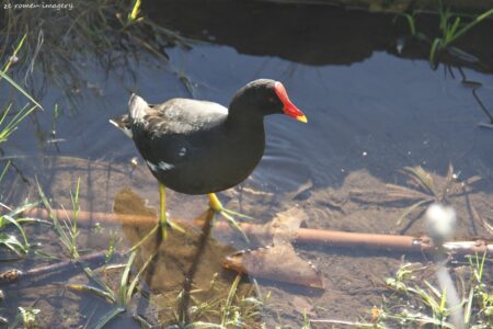 Moorhen (Gallinula chloropus) #2, Intaka Island