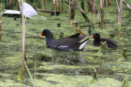 Moorhen (Gallinula chloropus) #3, Intaka Island