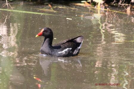 Moorhen (Gallinula chloropus) #4, Intaka Island