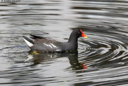Moorhen (Gallinula chloropus) #5, Intaka Island