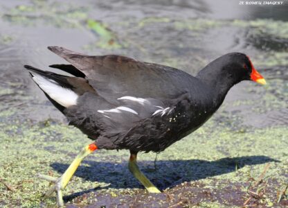Moorhen (Gallinula chloropus) #6, Intaka Island