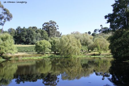 Morgenhof Wine Estate [3], Stellenbosch