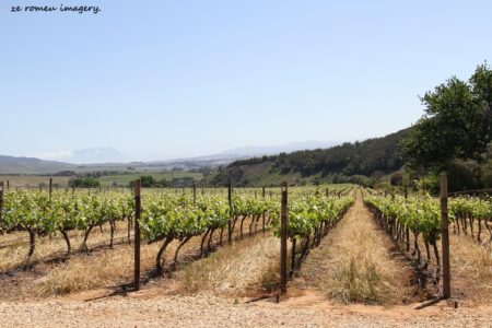 Muratie Wine Estate[1], Stellenbosch
