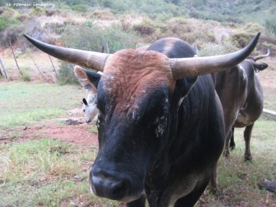 Nguni Cow on Wine Farm Tour