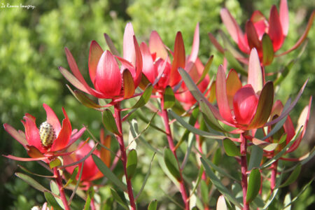Noval Foundation Art & Sculpture Garden Museum Constantia (46)
