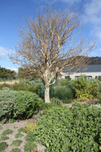 Noval Foundation Art & Sculpture Garden Museum Constantia (55)