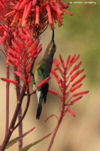 Orange Breasted Sunbird (Nectarina violacea), Intaka Island