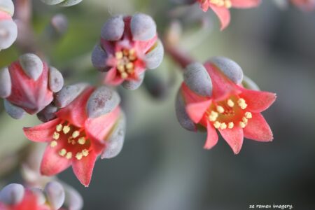 Orange Flowers on Flower Photography Tour