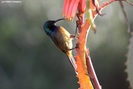 Orangebreasted Sunbird (Nectarina Violacea) Male on Bird Photgraphy Tour At Waterworks Museum