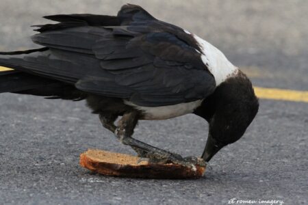 Pied Crow (Corvus albus), Intaka Island