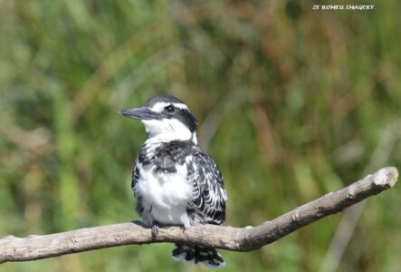 Pied Kingfisher (Ceryle rudis) [1], Intaka Island