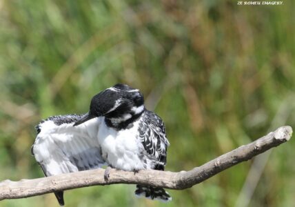 Pied Kingfisher (Ceryle rudis) [2], Intaka Island