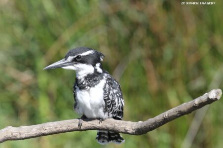 Pied Kingfisher (Ceryle rudis) [3], Intaka Island