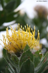 Pincushion Protea on Wildflower Photgraphy Tour